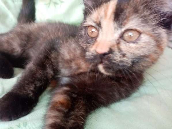 Британская кошечка 1.5 месяца в Санкт-Петербурге фото 7