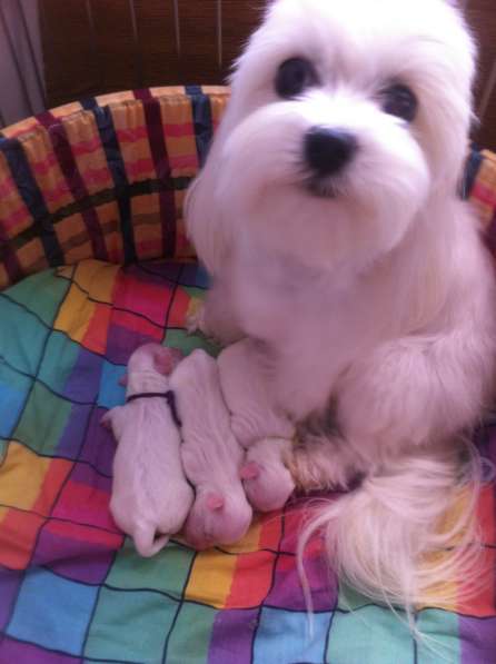 Малыши МАЛЬТЕЗЕ (мальтийская болонка) в Серпухове фото 9