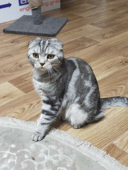 Шотландские котята в фото 36