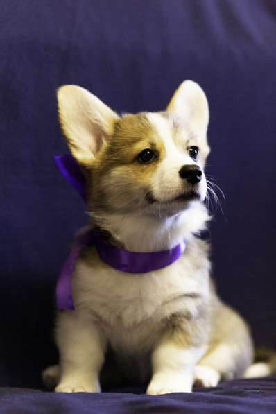 Щенки Вельш Корги Пемброк в Москве фото 11