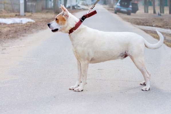 Собаке очень нужен дом в Нижнем Новгороде фото 26