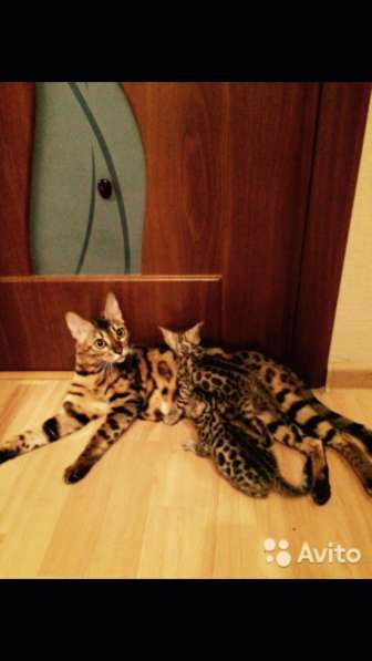 Продажа бенгальских котят в Москве фото 5