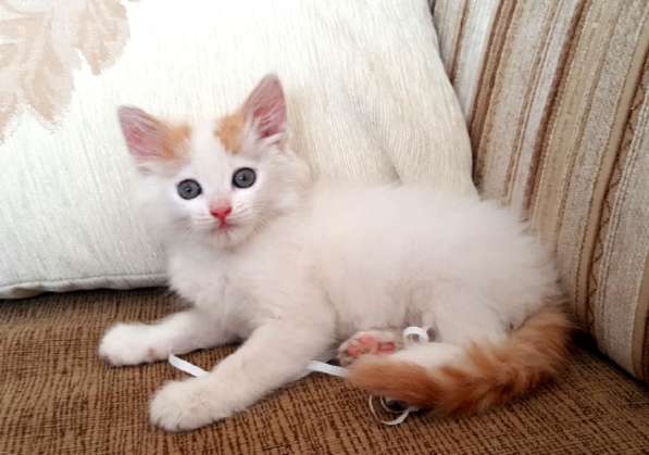 Котенок-пуховичок в добрые руки, 2,5 мес в Москве фото 18