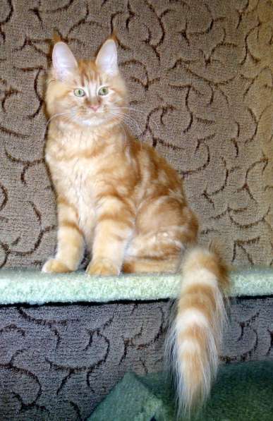 Апельсинки к Новому Году в Рязани фото 91