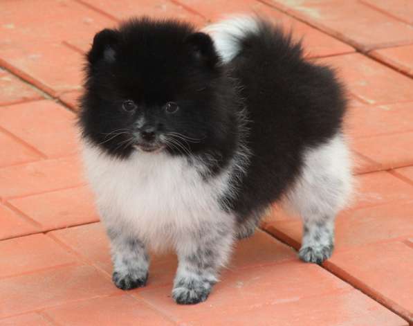 Щенки шпица в Раменское фото 29