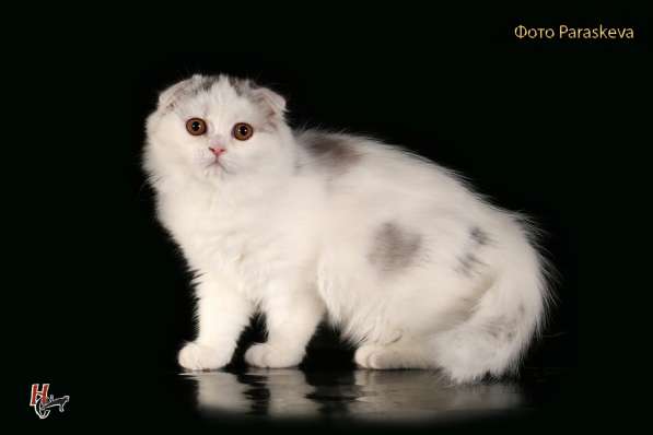 Котенок - счастье в дом в Санкт-Петербурге