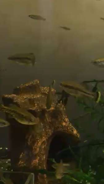 Амека глянцевая - живородка, чистильщик