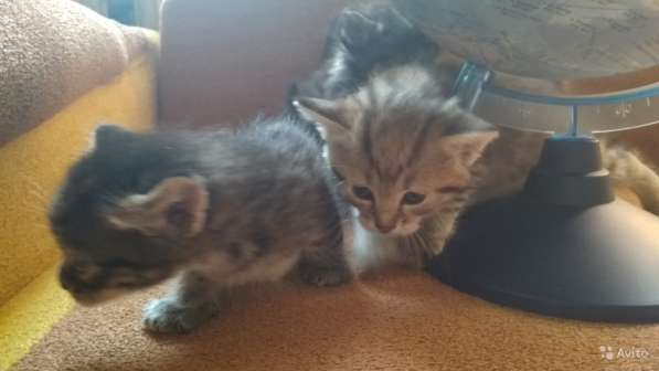 Раздаю счастье