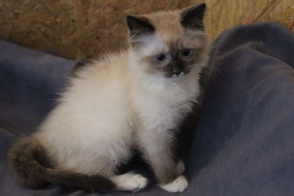 Зеленоглазая нежная красавица-кошка в Санкт-Петербурге фото 23