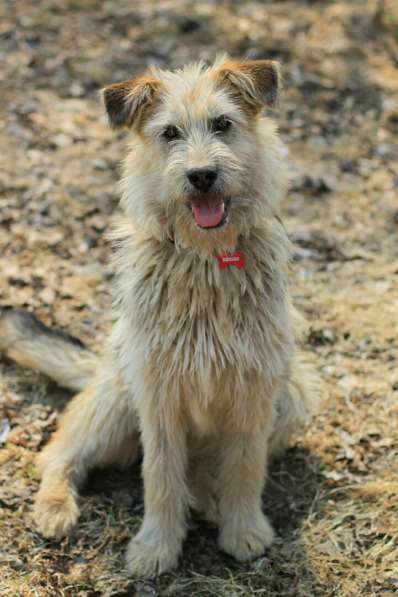Хитроумный терьер и просто большой пушистый друг в Санкт-Петербурге фото 14