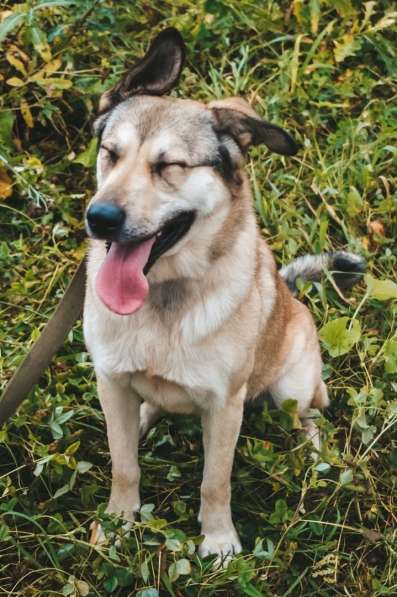 Добрейшая и милейшая собака ищет дом в Санкт-Петербурге фото 15