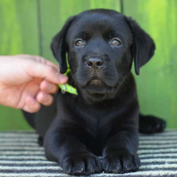 Щенки лабрадора- ретривера в фото 16