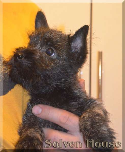 Щенки Керн терьера, девочки в Москве фото 6