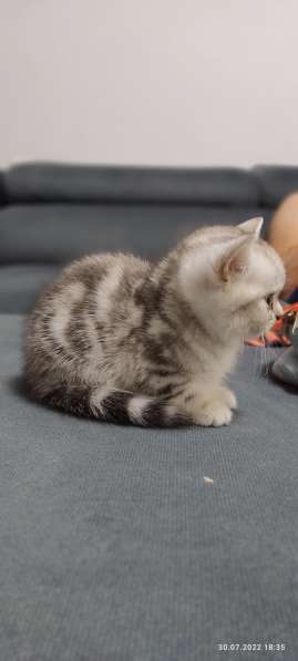 Британские короткошёрстные котята! в фото 5