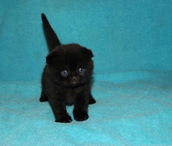 Шотландские котята в фото 10