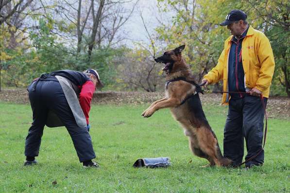 Профессиональная дрессировка породистых собак в Краснодаре фото 3