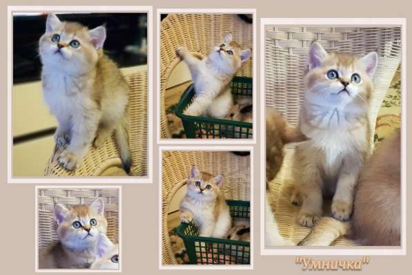 Британские золотые шиншиллы в Подольске фото 10