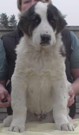 Алабай (среднеазиатская овчарка), чистокровные щенки в Санкт-Петербурге фото 3