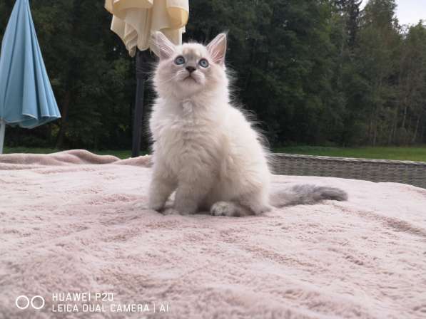 Котёнок Невский Маскарадный в фото 6