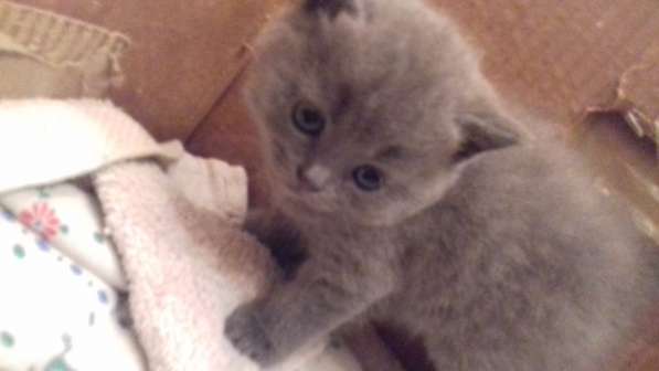 Британские комочки в Калининграде фото 12