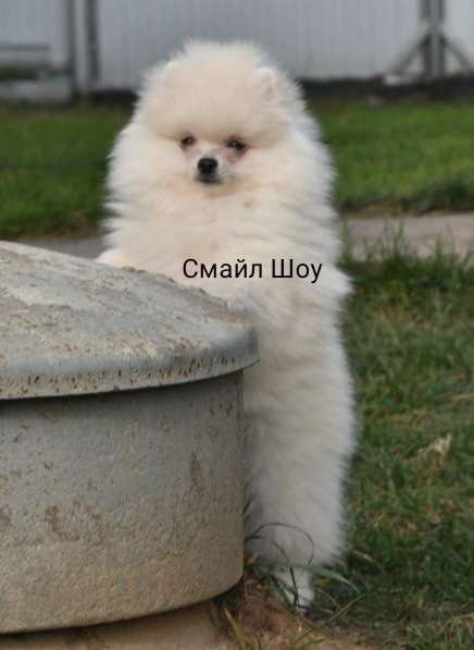 Шпиц в Москве