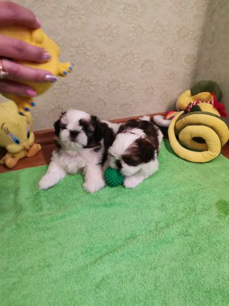 Щенок ши-тцу перспективный для шоу