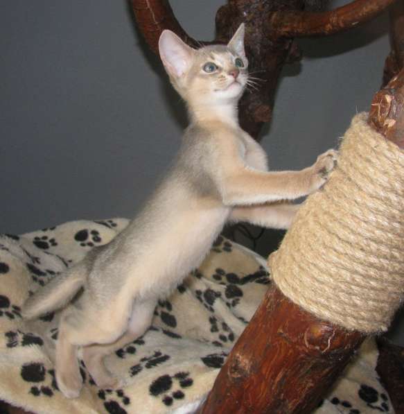 Абиссинский котенок голубого окраса в 