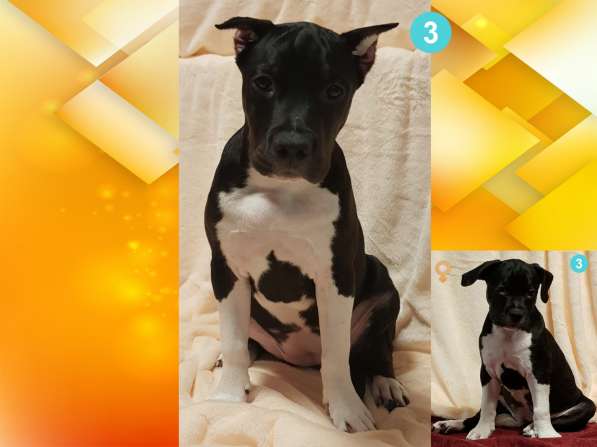 Щенки амстаффа в Москве фото 28