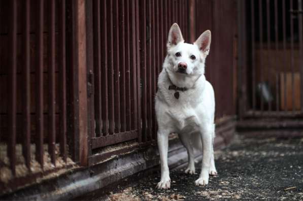 Пломбир ищет свою семью в Москве фото 9