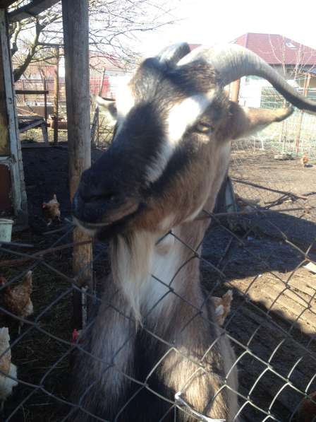 Продаю дойную козу в Ставрополе
