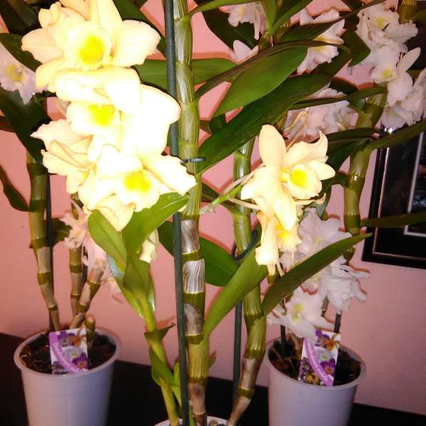 Орхидеи ароматные