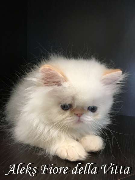 Персидские котята в Москве фото 7