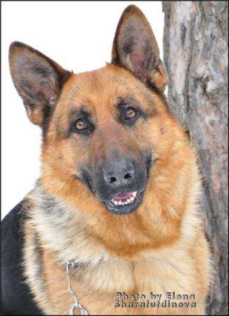 Щенки немецкой овчарки в Сарапуле фото 6