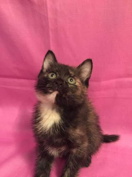 Отдам в хорошие, добрые руки → в