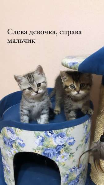 Милые шотландцы ищут своих хозяев ! в Санкт-Петербурге фото 12