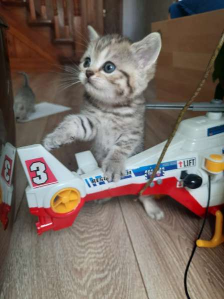 Шотландские котята