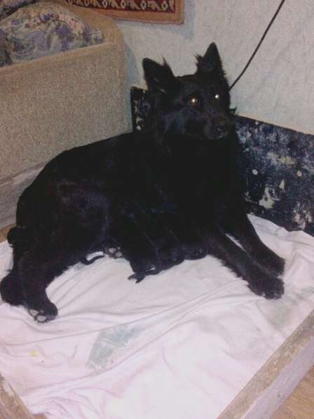 Черный щенок немецкая длинношерстная овчарка в Алуште фото 7