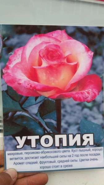 Саженцы сибирских роз 2020 в Новосибирске фото 7