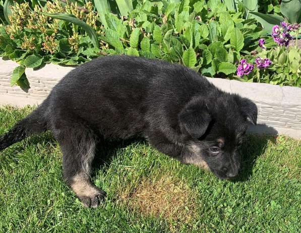 Щенки ВЕО с документами в Санкт-Петербурге фото 42