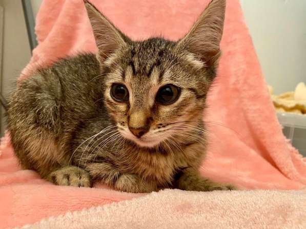 Котенок Мики - лучистое счастье в дар в Москве фото 7