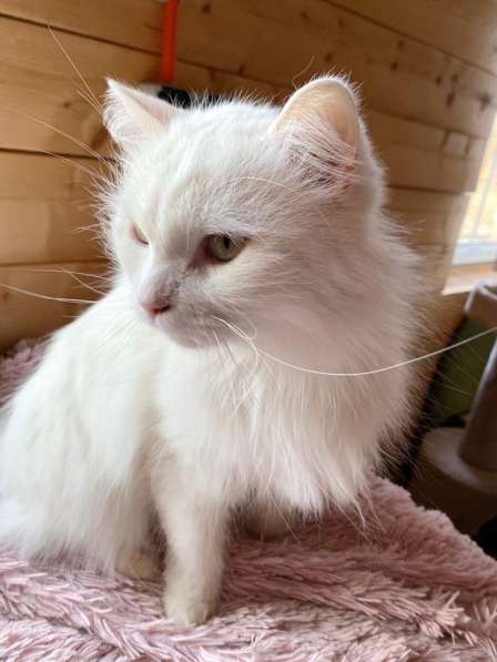 Белый, пушистый и очень ласковый кот в Санкт-Петербурге фото 13