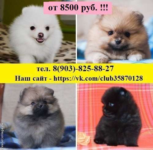 Померанский шпиц в Москве