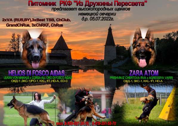 Щенки немецкой овчарки овчарки в Москве фото 16