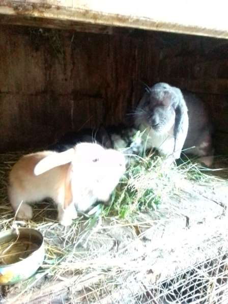 Кролики в фото 3