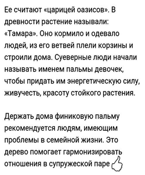 Продаются Финиковые Пальмы в фото 26