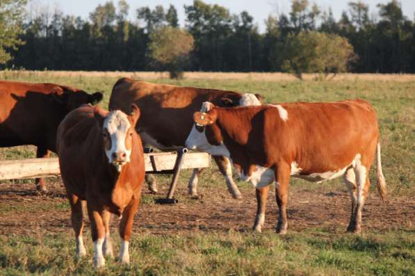 Коровы из России в Сибае фото 17