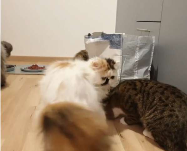 Персидский ребенок в заботливую семью в Вологде фото 4