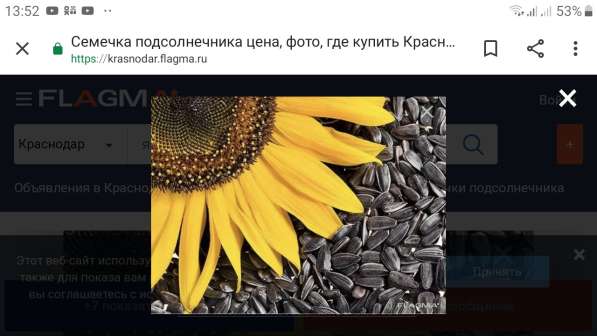 Куплю семечки подсолнуха для производства масло, 5000т в 