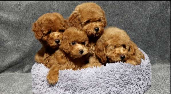 Poodle. Boy and girl's