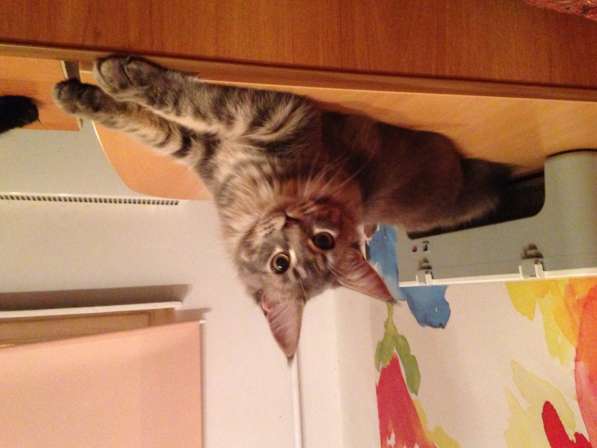 Великолепная красавица кошечка мейн кун в Москве фото 7